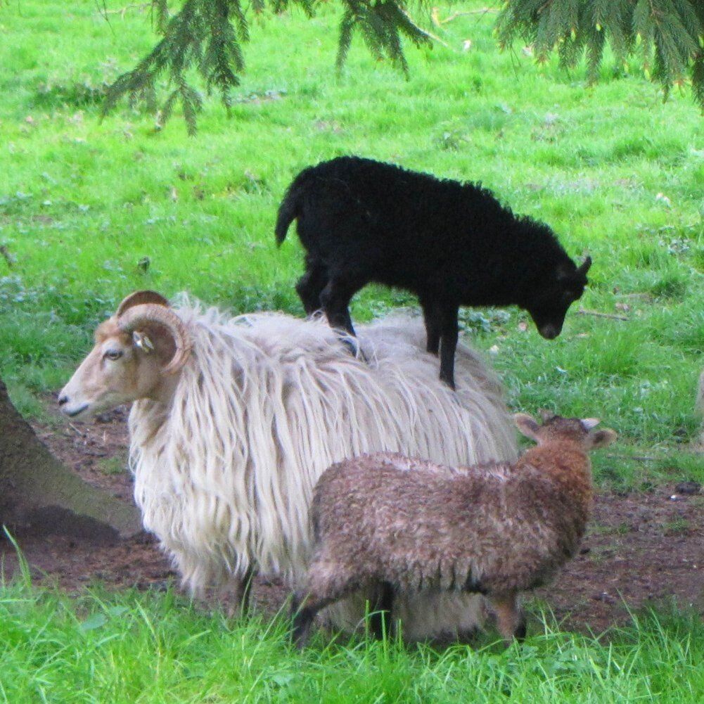 Tiere auf dem Ferienhof Moos
