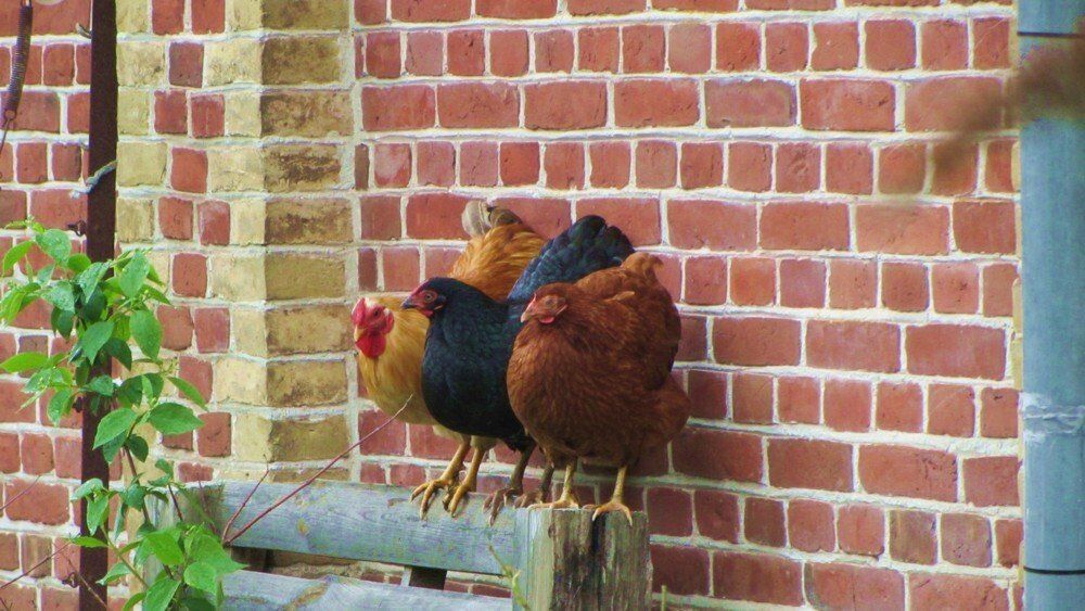 Tiere auf dem Ferienhof Moos
