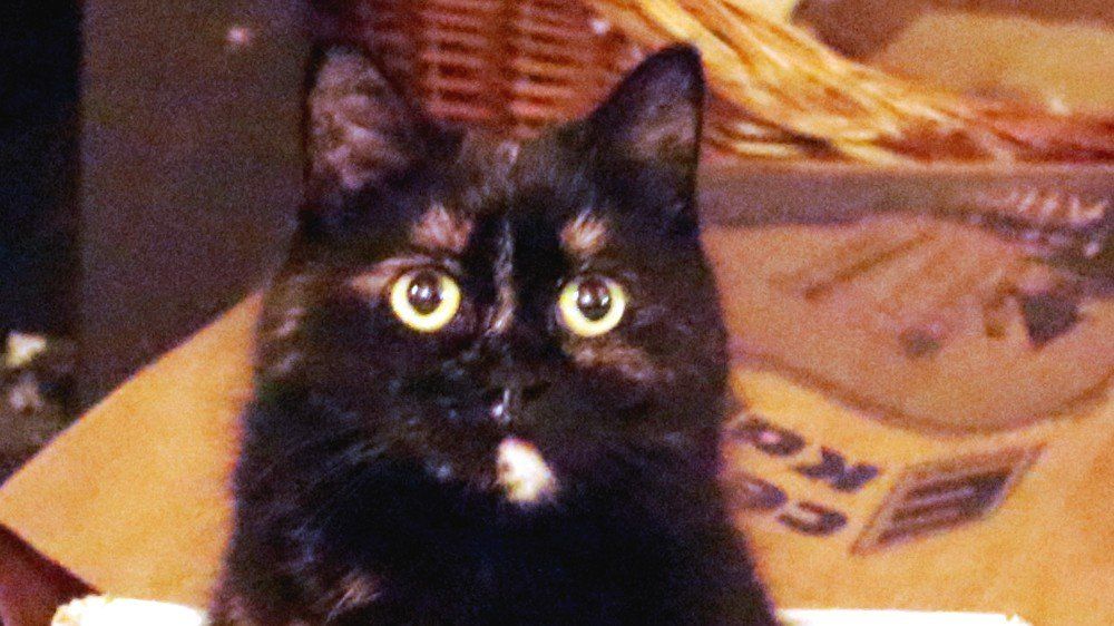 Tiere auf dem Ferienhof Moos