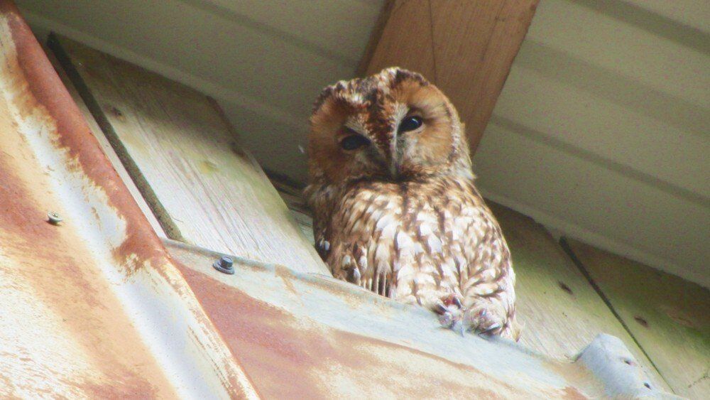 Tiere auf dem Ferienhof Moos