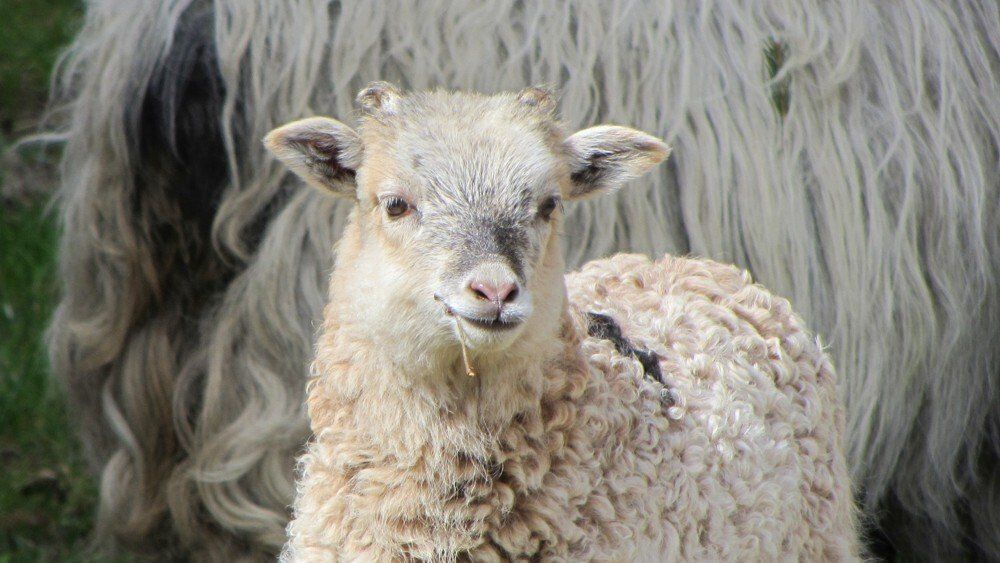 Tiere auf dem Ferienhof Moos