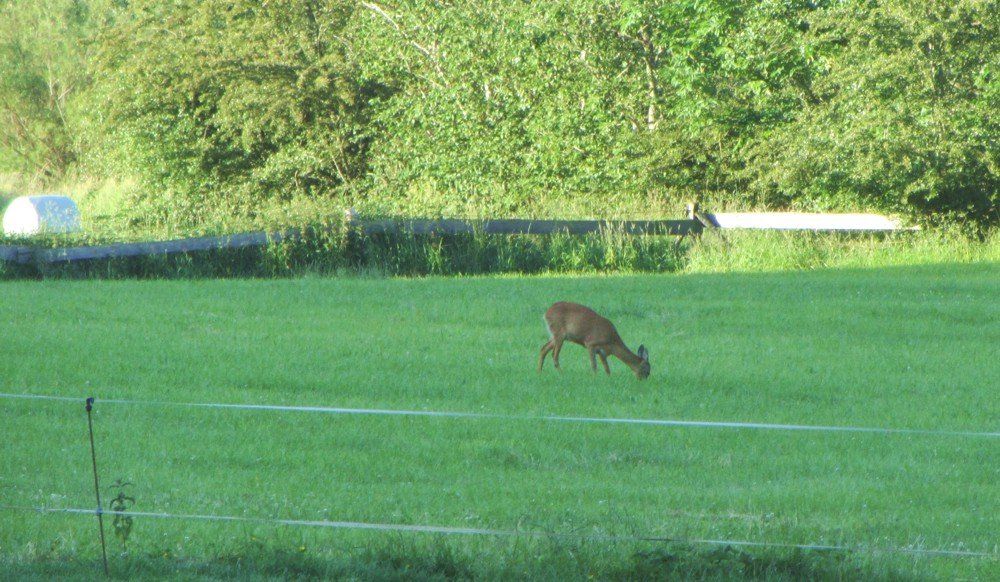 Tiere auf dem Ferienhof Moos