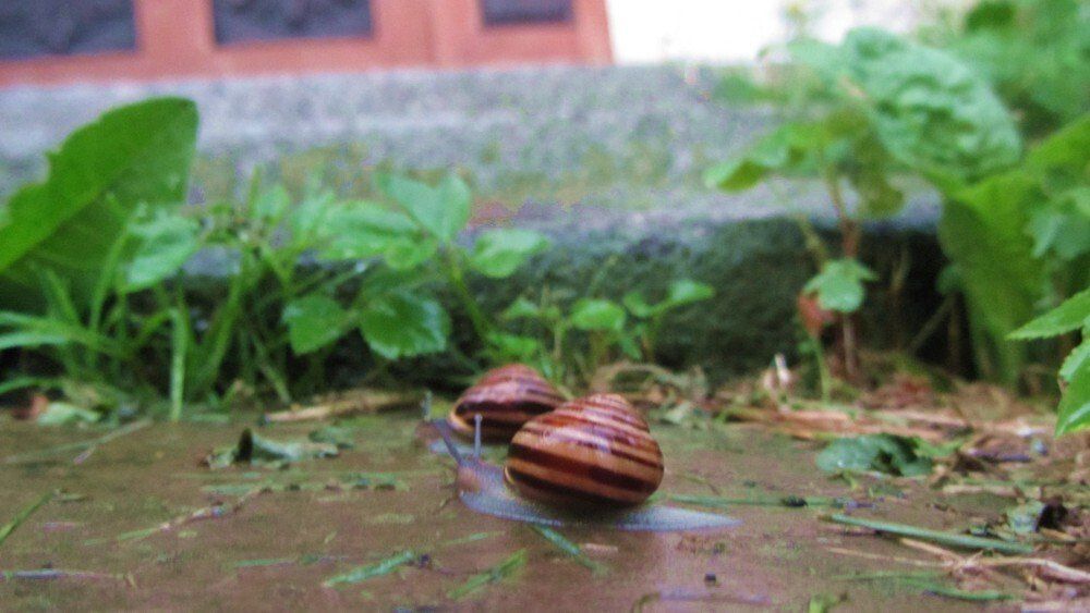Tiere auf dem Ferienhof Moos