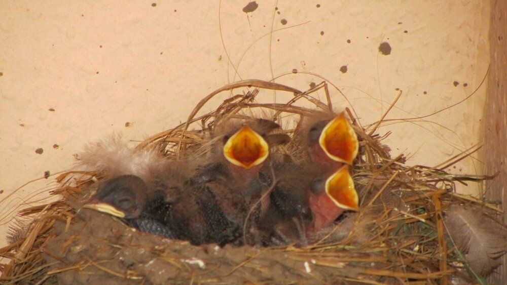 Tiere auf dem Ferienhof Moos