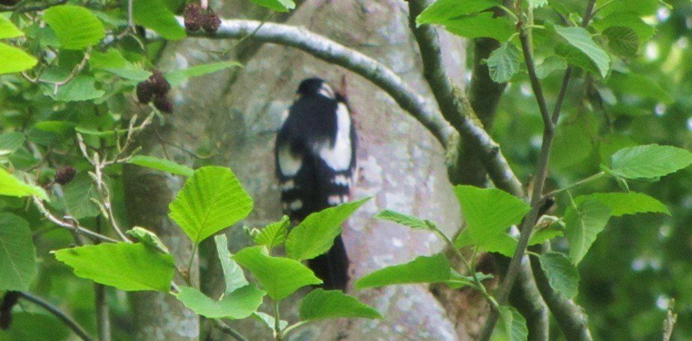 Tiere auf dem Ferienhof Moos