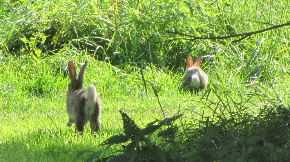 Tiere auf dem Ferienhof Moos