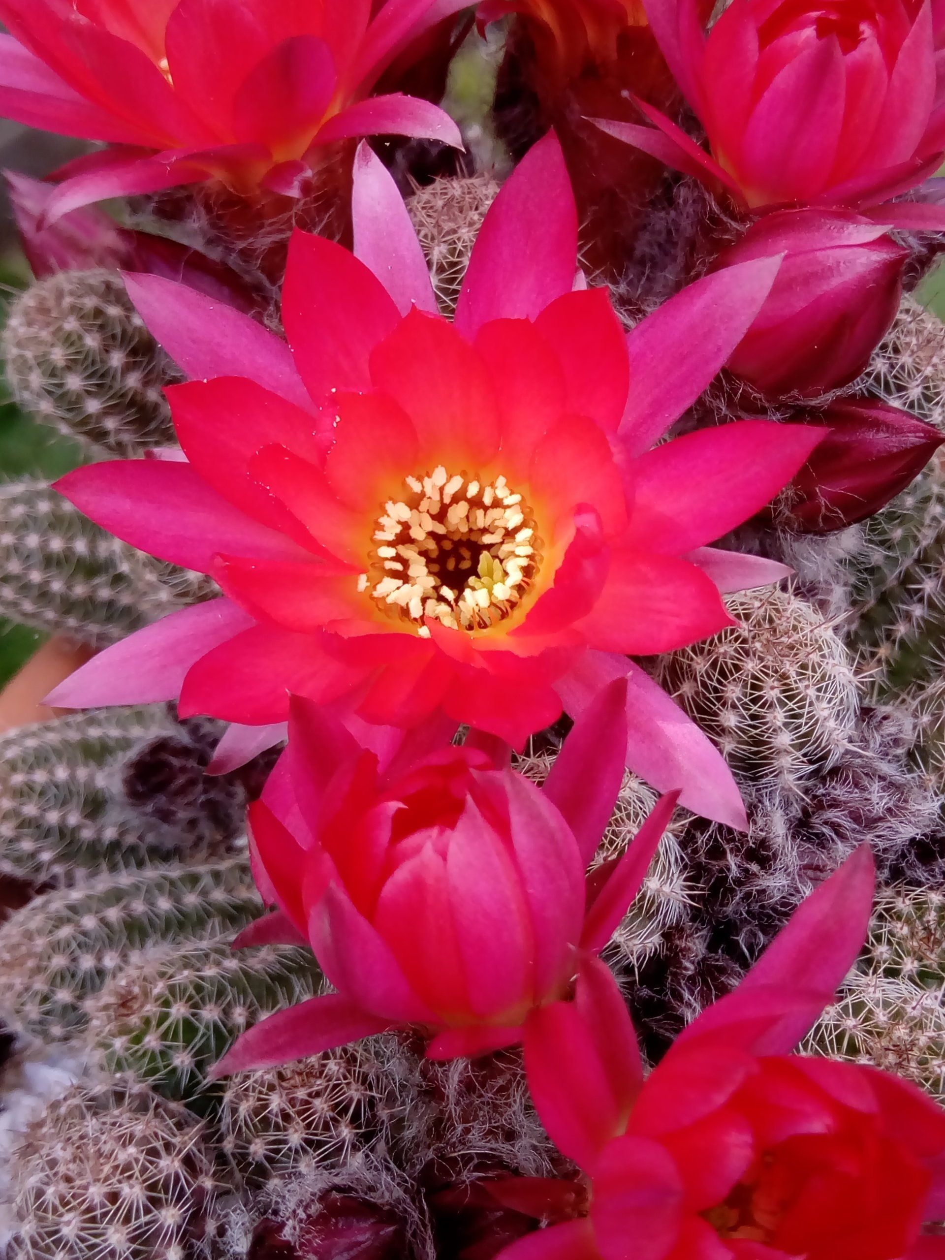 Hardy UK Garden Cactus Chamaelobivia, the Peanut Cactus