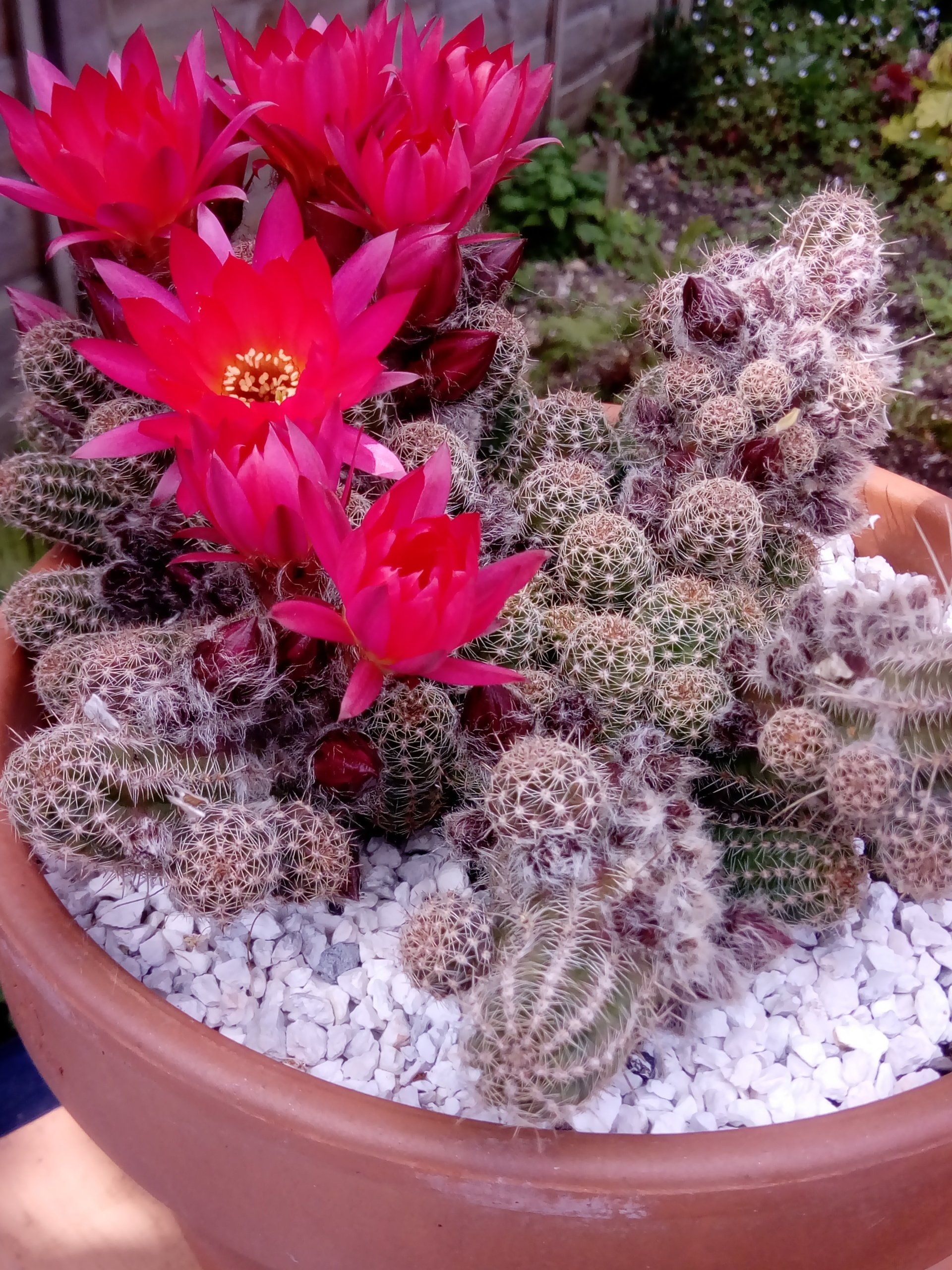Hardy UK Garden Cactus Chamaelobivia, the Peanut Cactus