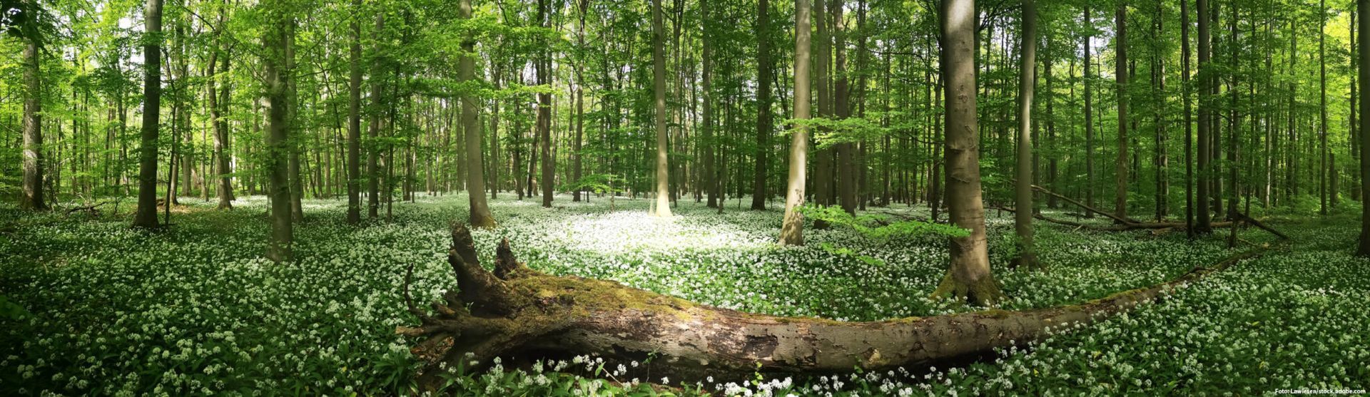 Bärlauchblüte im Buchenwald (Ende April)