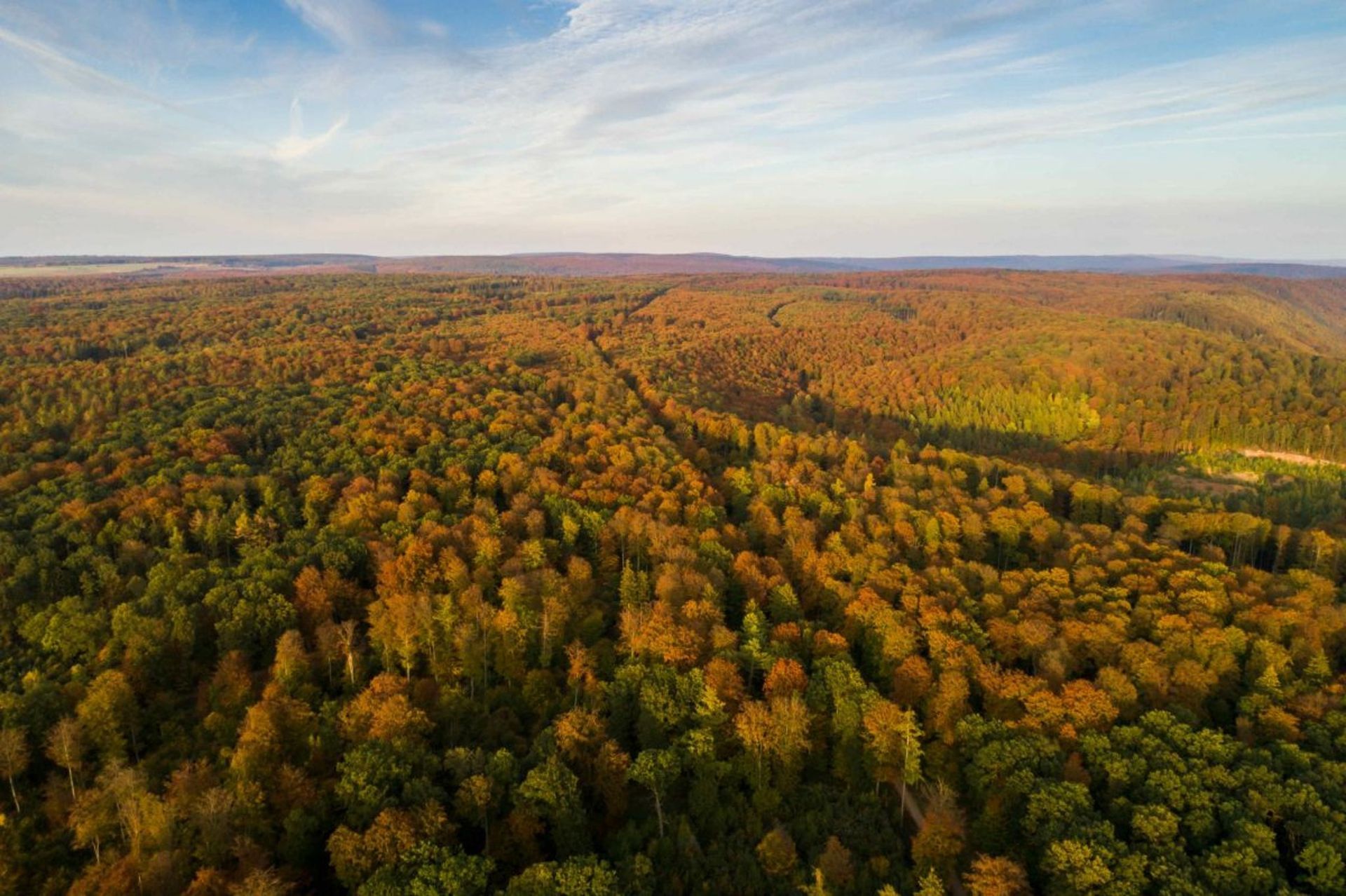 EGGE: Dürre u. Borkenkäfer - noch am Anfang 