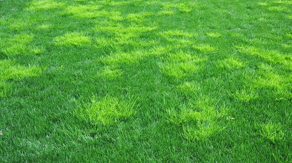 POA Annua Removal Best in Grass