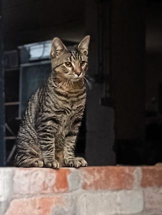 Katze auf einer Mauer