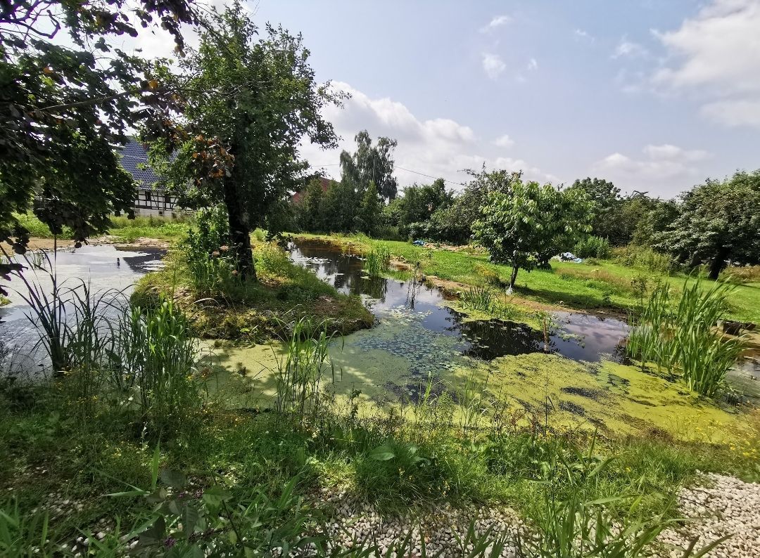 Unser großer Teich, angelegt 2021