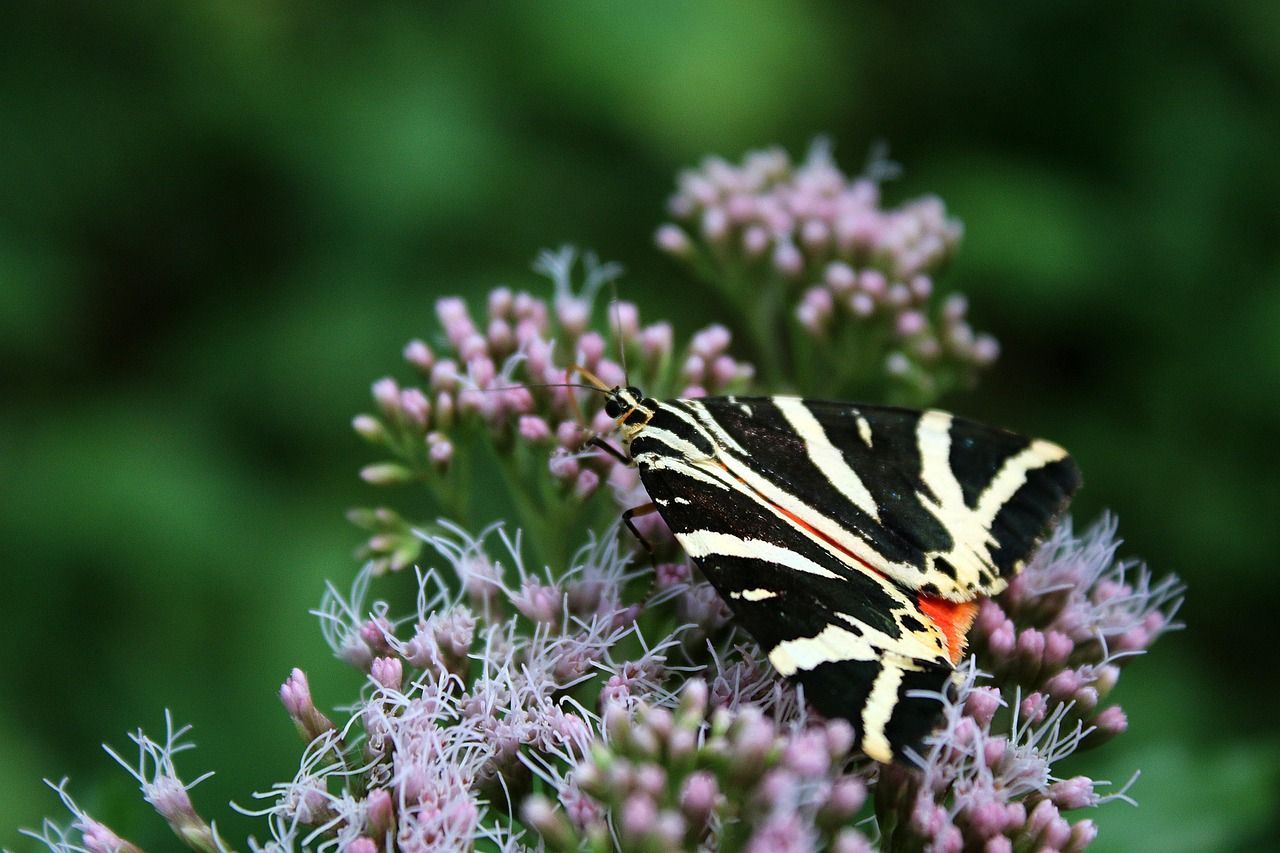Schmetterling des Jahres 2025 der Russische Bär