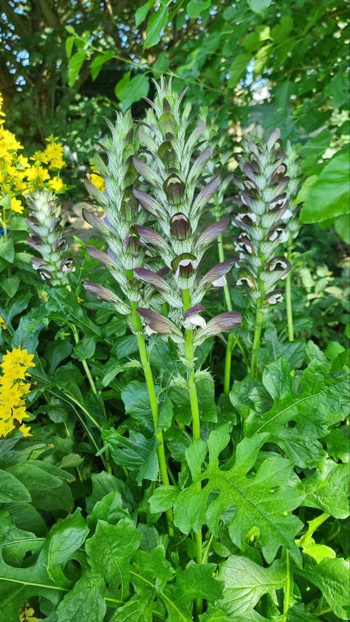Acanthus B