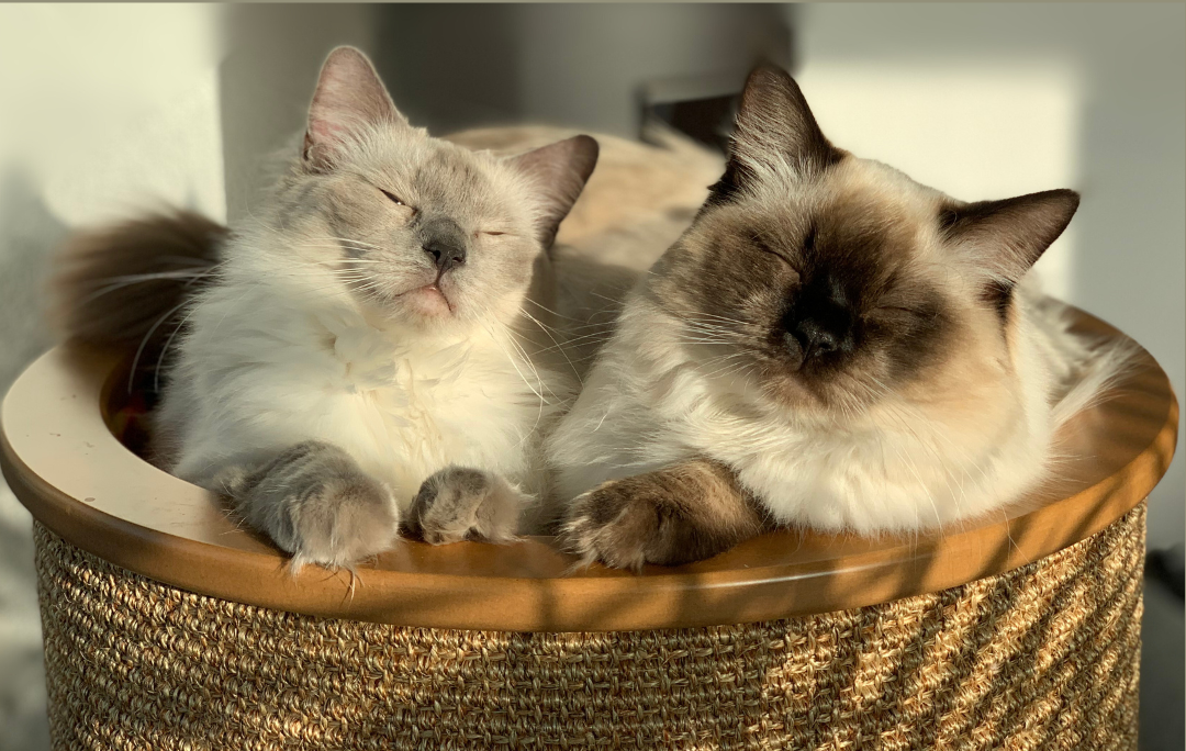 Anschaffungsberatung Katze