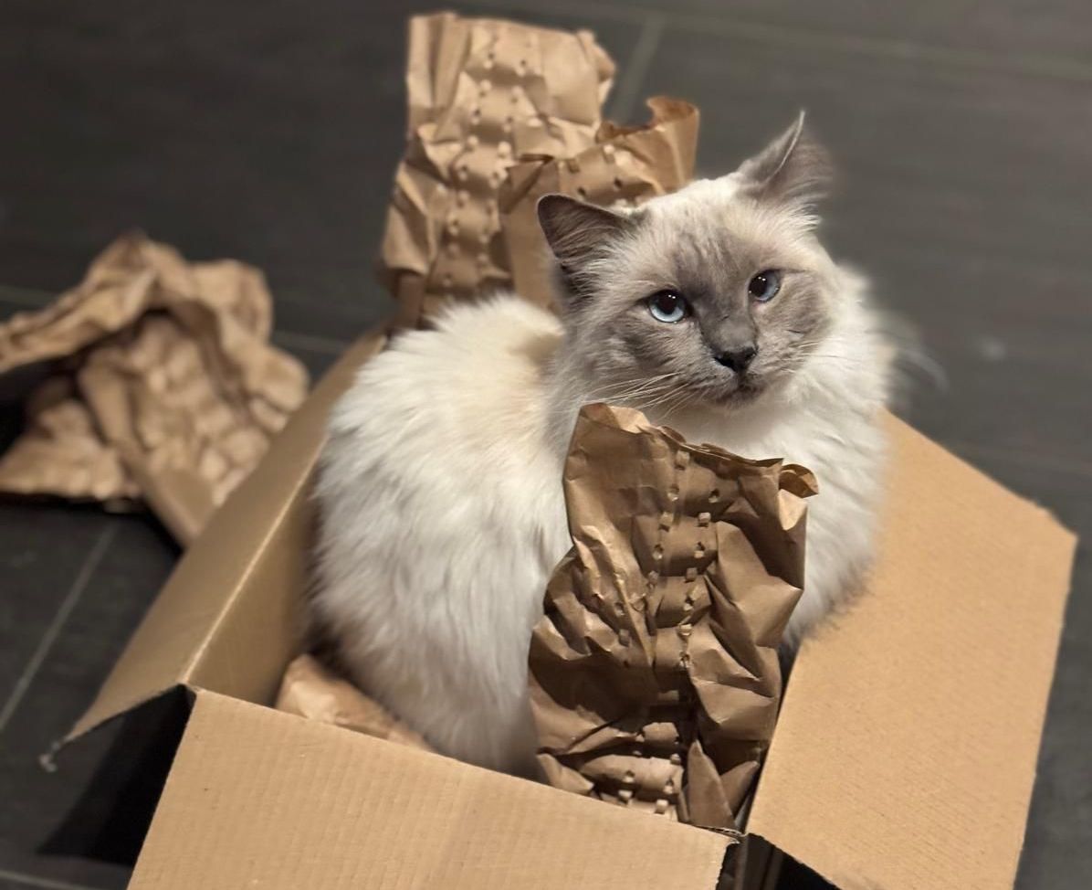 Eine Änderung kommt auf dich und somit auch auf deine Katze zu. Du möchtest vorsorgen, dass alles gut geht? 