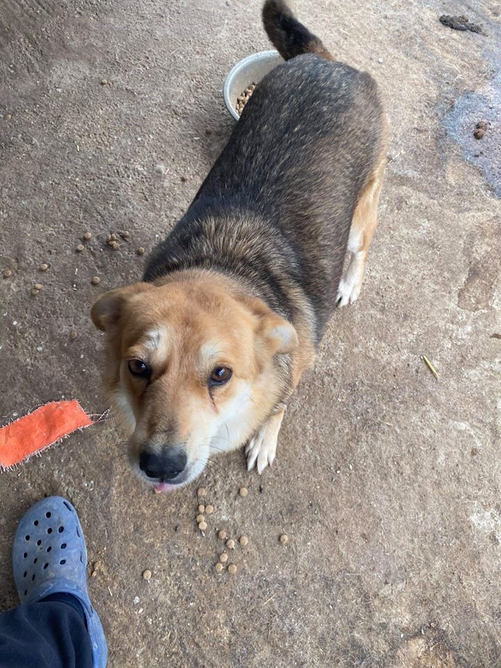 Hunde die ein Zuhause suchen Hunde die ein Zuhause suchen