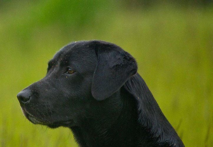 Hundekrankenversicherungen vom Testsieger im Vergleich