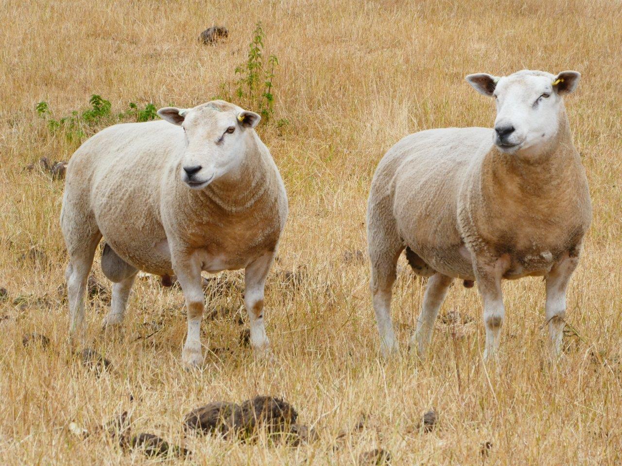 Nz Rams EasyRams Texel grass fed 100% NZ maternal rams
