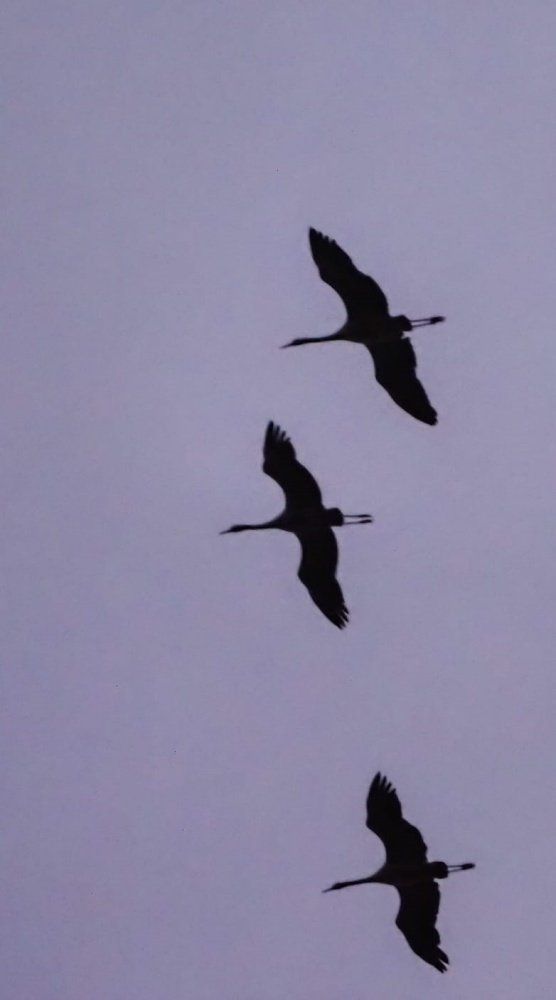 Röbel Kranichflug- Ferienwohnungen Horn