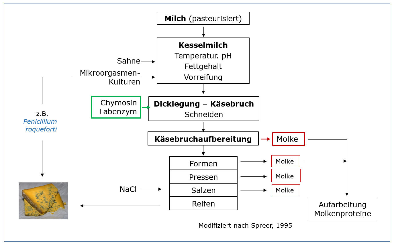 Chymosine-Labenzyme Gentechnik-Käseherstellung