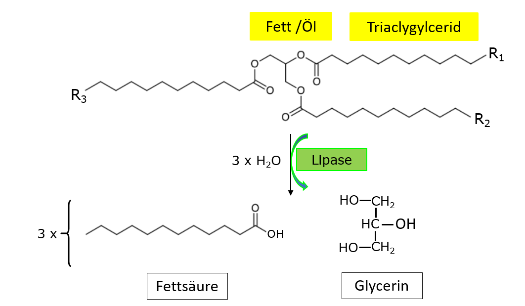 Lipase - Triacylgylcerinlipase als Lebensmittelenzym