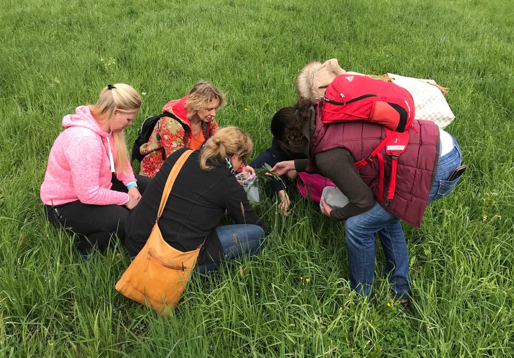 Wildkräuter-Kurs