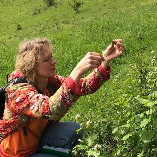 Wildkräuter-Führung