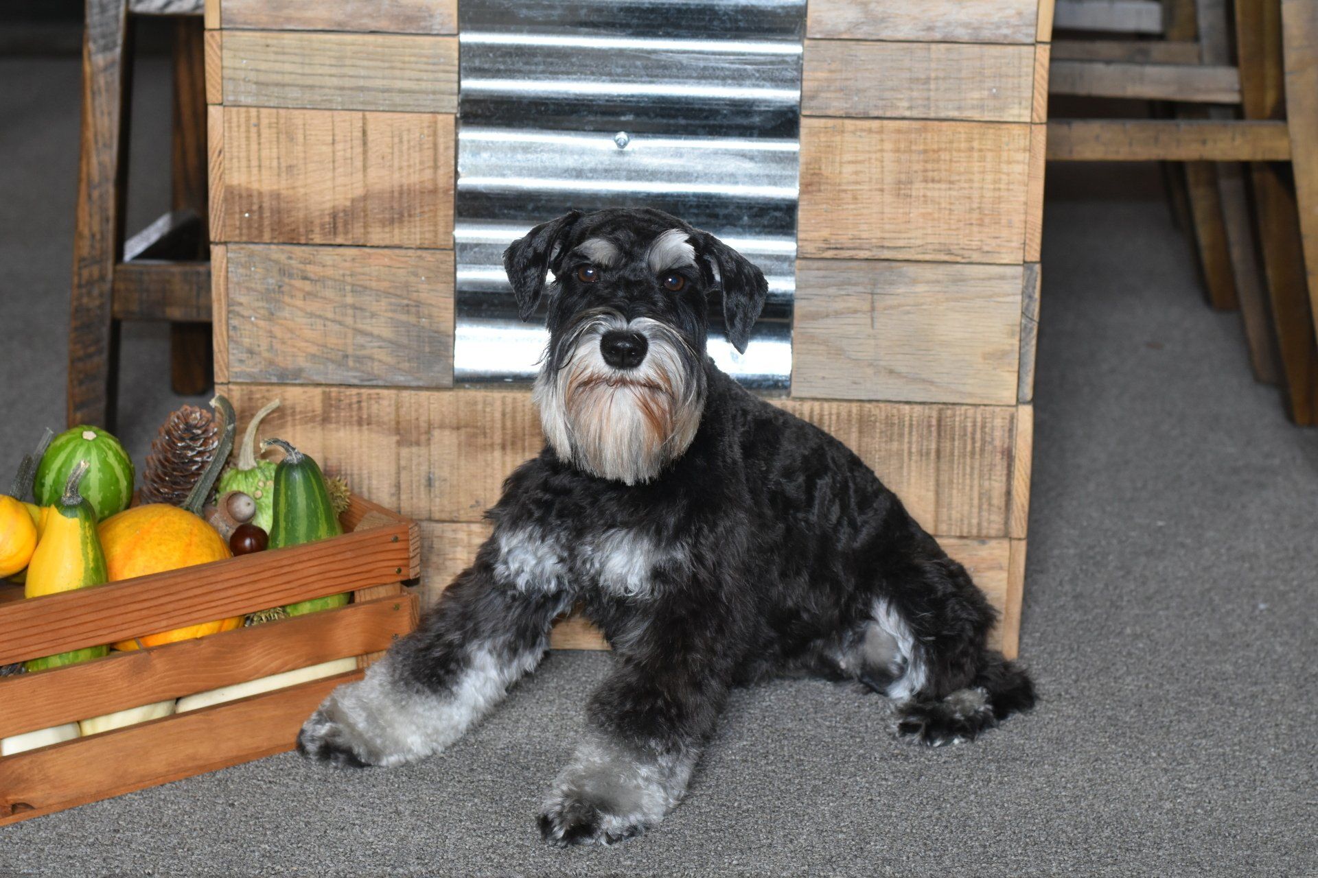 Canyon's Miniature Schnauzers AKC puppies for sale, Ohio