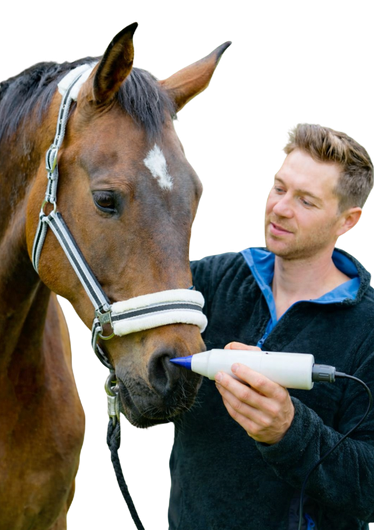 Vertrauen des Pferdes schaffen vor der Behandlung mit ANIMAL COLD PLASMA