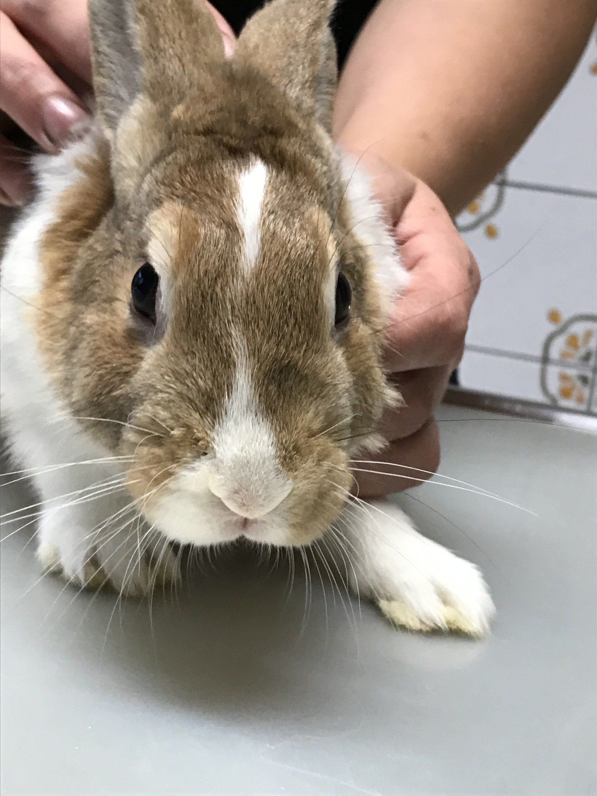 Kaninchen auf dem Behandlungstisch