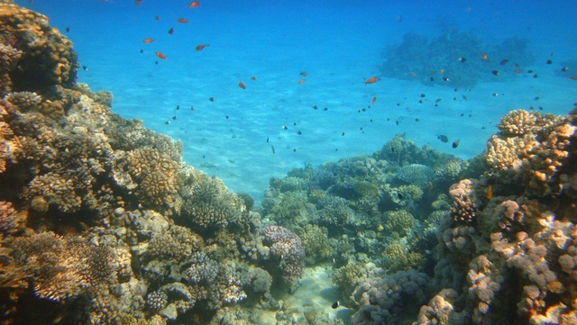 Ägypten Schnorcheln And Tauchen Im Roten Meer