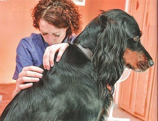 H4P formation canine Nos formateurs professionnels H4P formation canine Nos formateurs professionnels