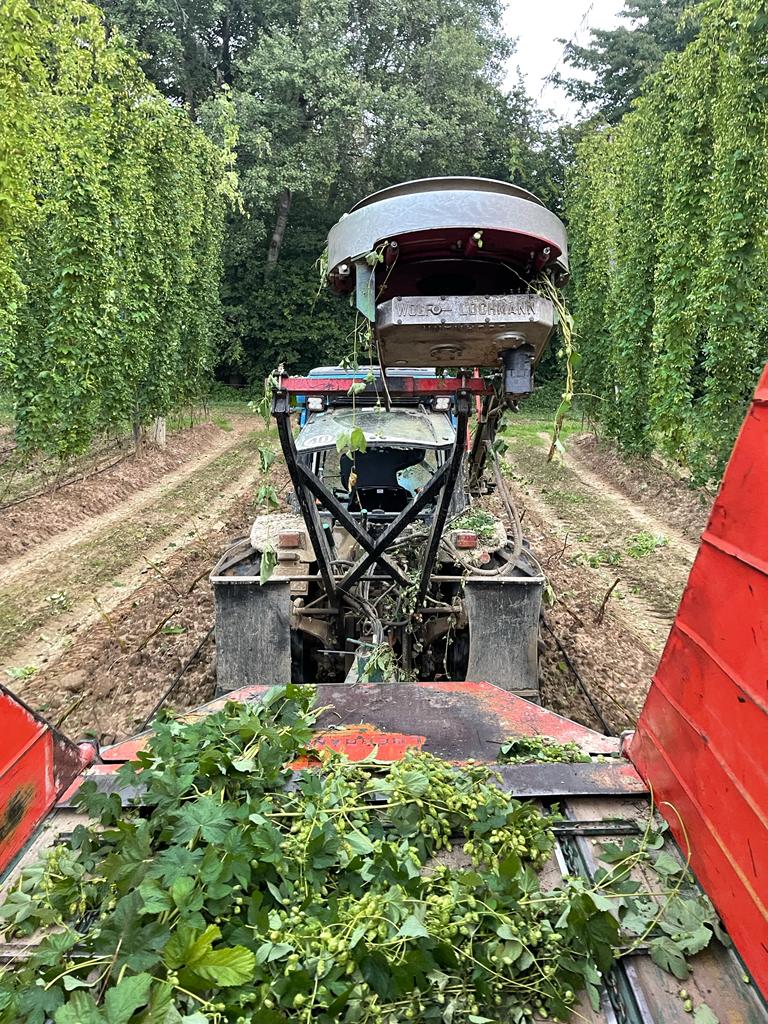 harvesting the hops