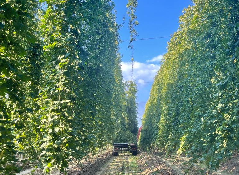 Hopfen - Bier - Genuss