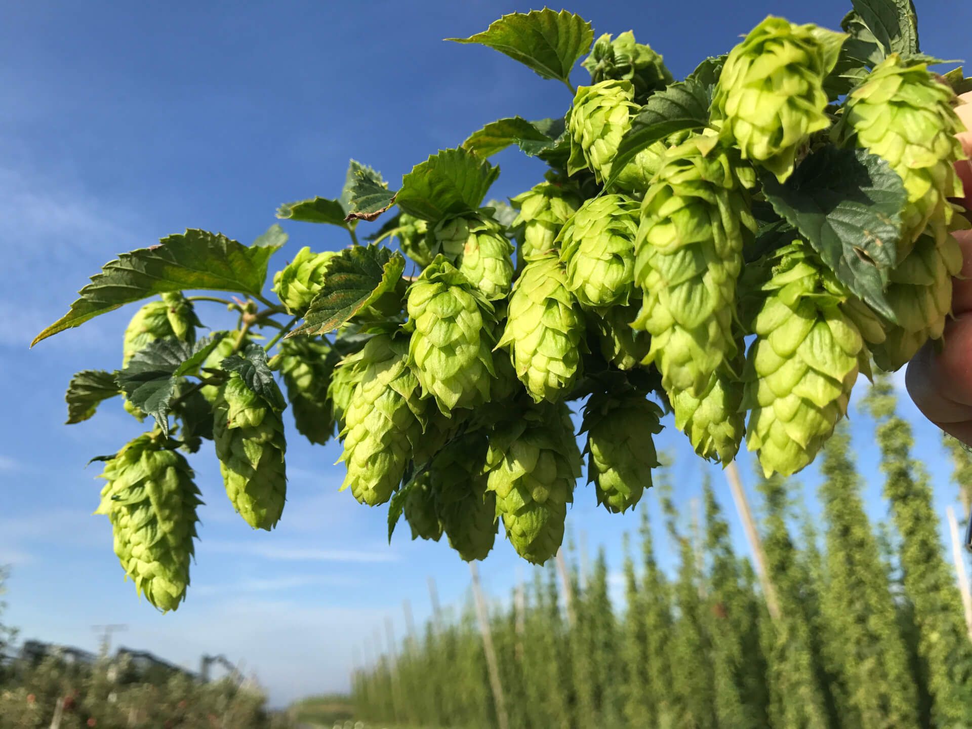 Experience hops