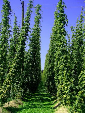Hopfenerlebnis