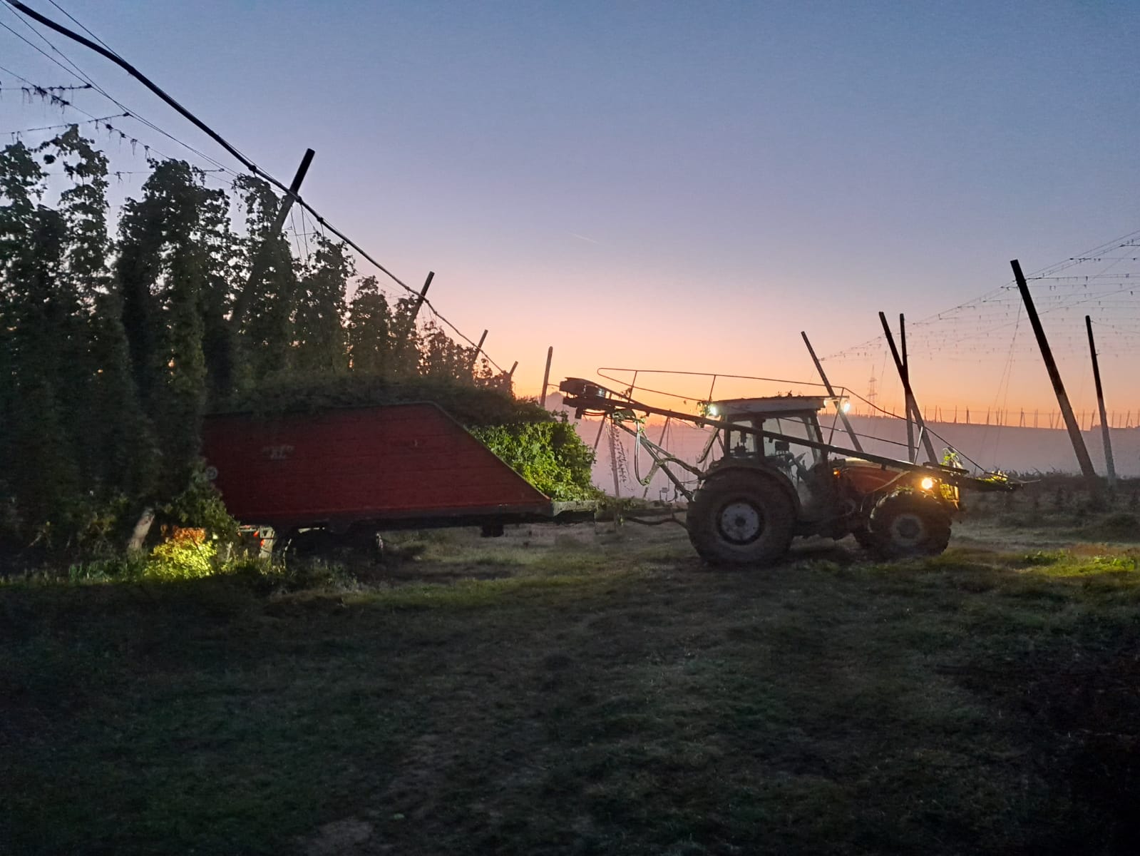 harvesting at sunrise
