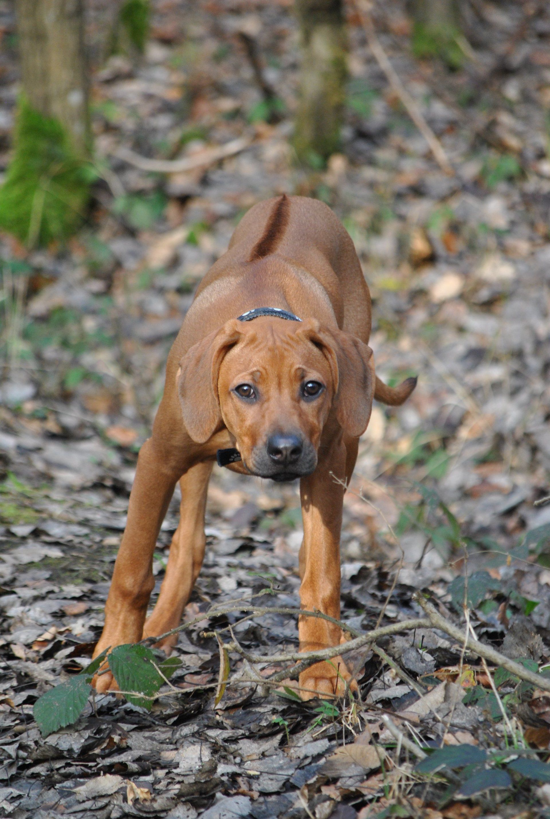 DRRC e. V. - Deutscher Rhodesian Ridgeback Club