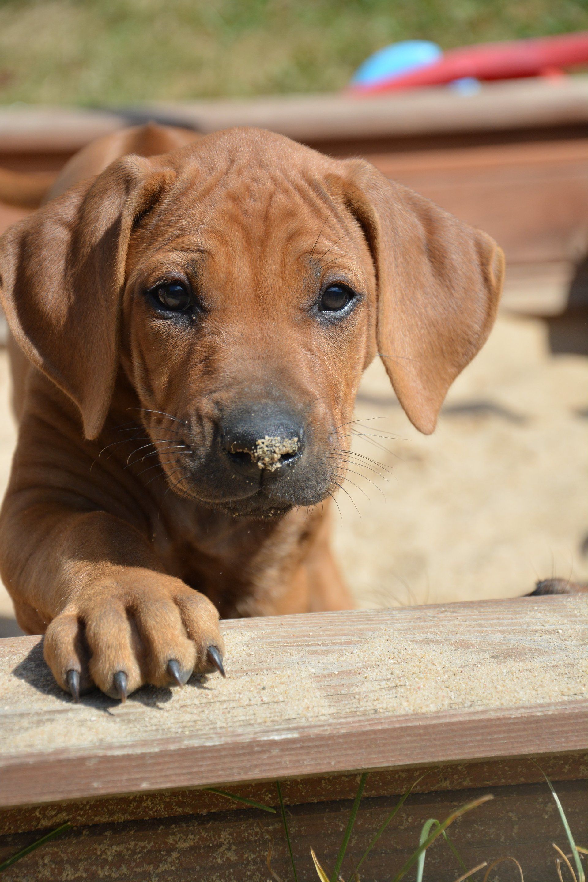 DRRC e. V. - Deutscher Rhodesian Ridgeback Club