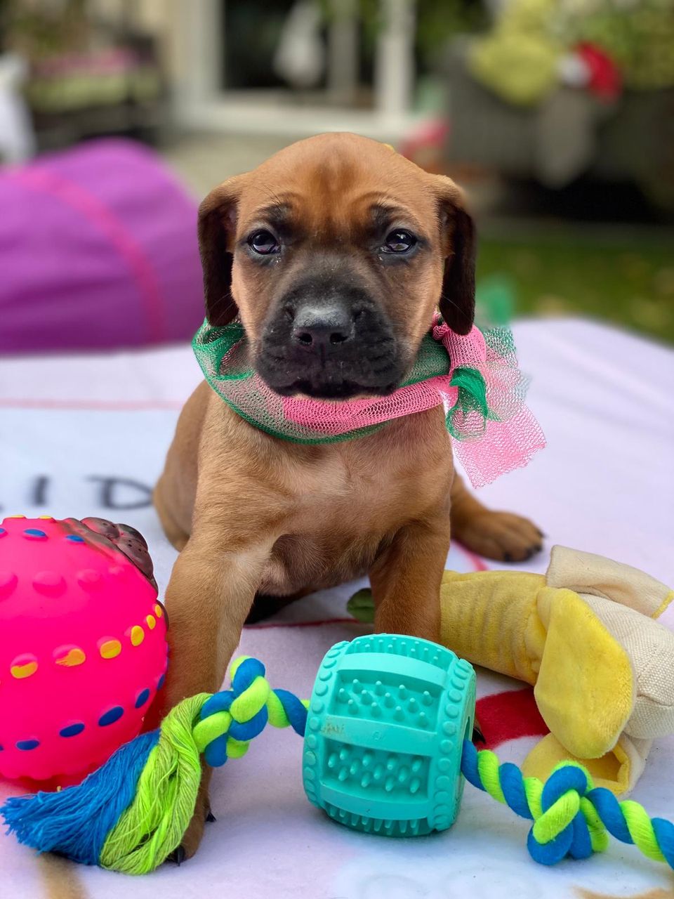 Rhodesian Ridgeback Welpen / Wurfplanungen im DRRC / Deutscher