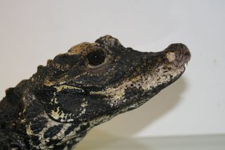 crocs groupon