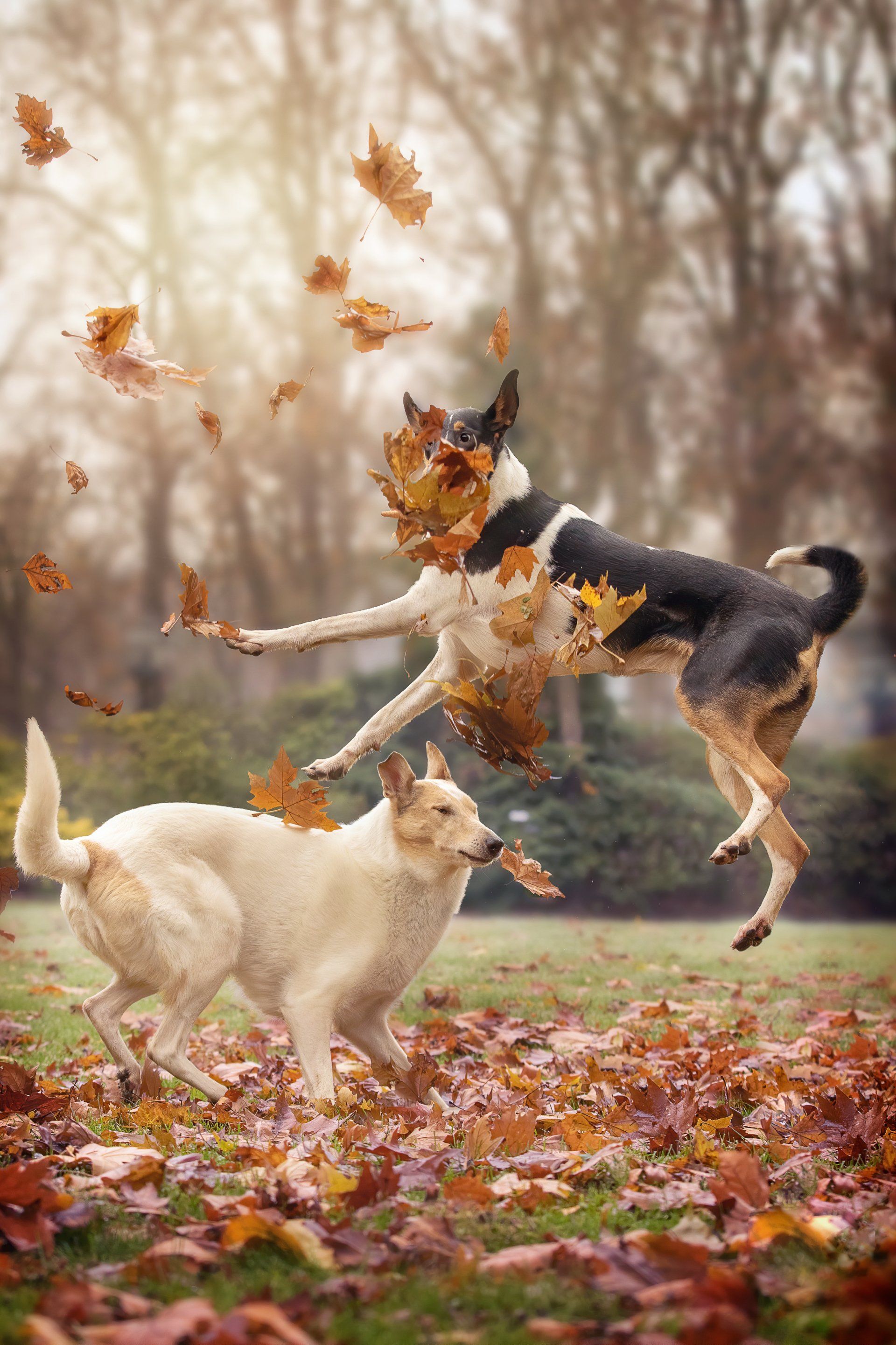 LL Photography - Portfolio Hunde in Bewegung