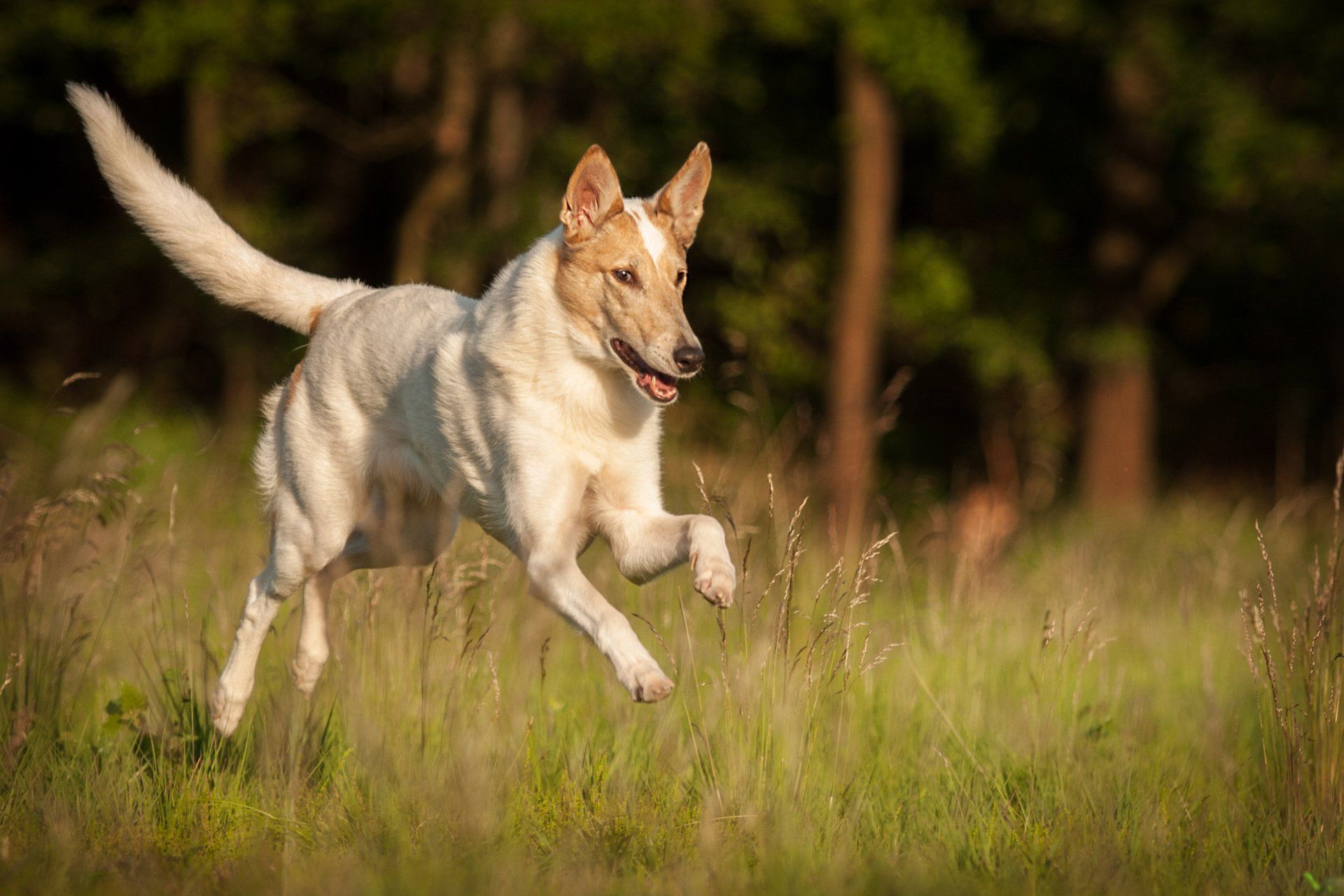 LL Photography - Portfolio Hunde in Bewegung