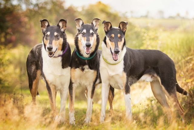 5 Beschaftigungsideen Fur Hund Und Mensch Im Herbst