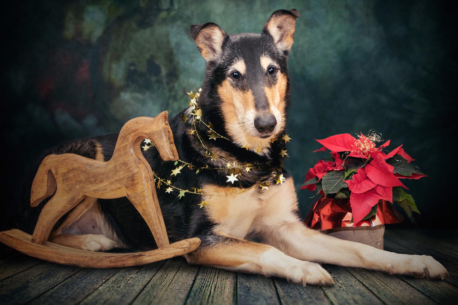 Brauchen Hunde Weihnachtsgeschenke?