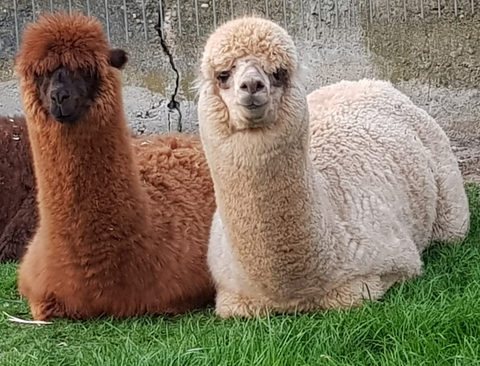 Alpaka Erlebnisse im Münsterland, tiergestützte Förderung