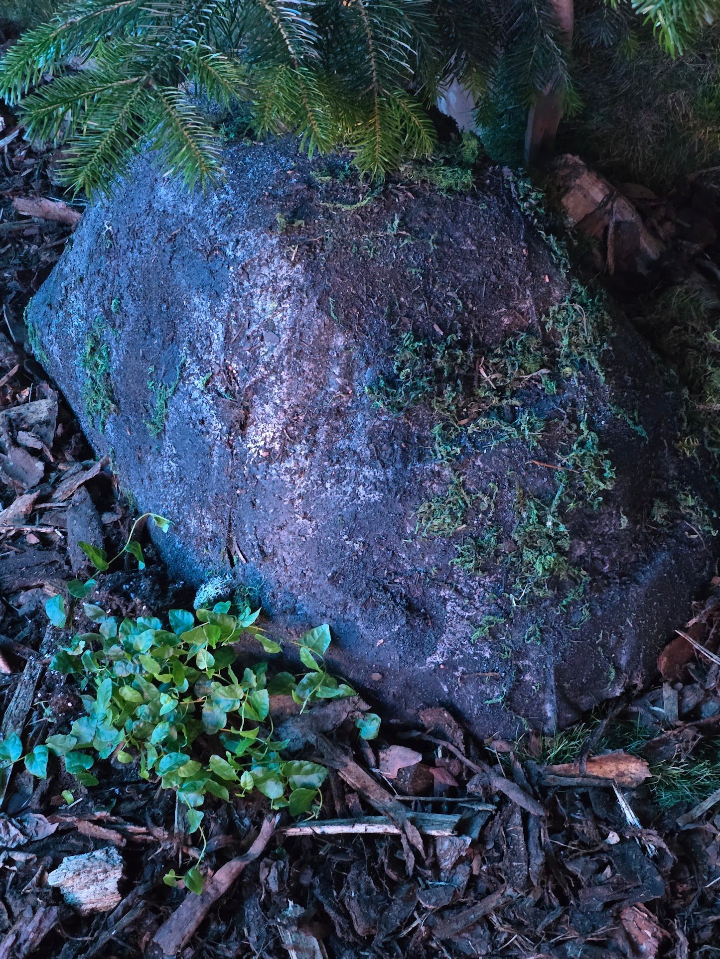 Großer, dunkler Felsen, mit Moos bedeckt, umgeben von Grünzeug und Holzspänen.
