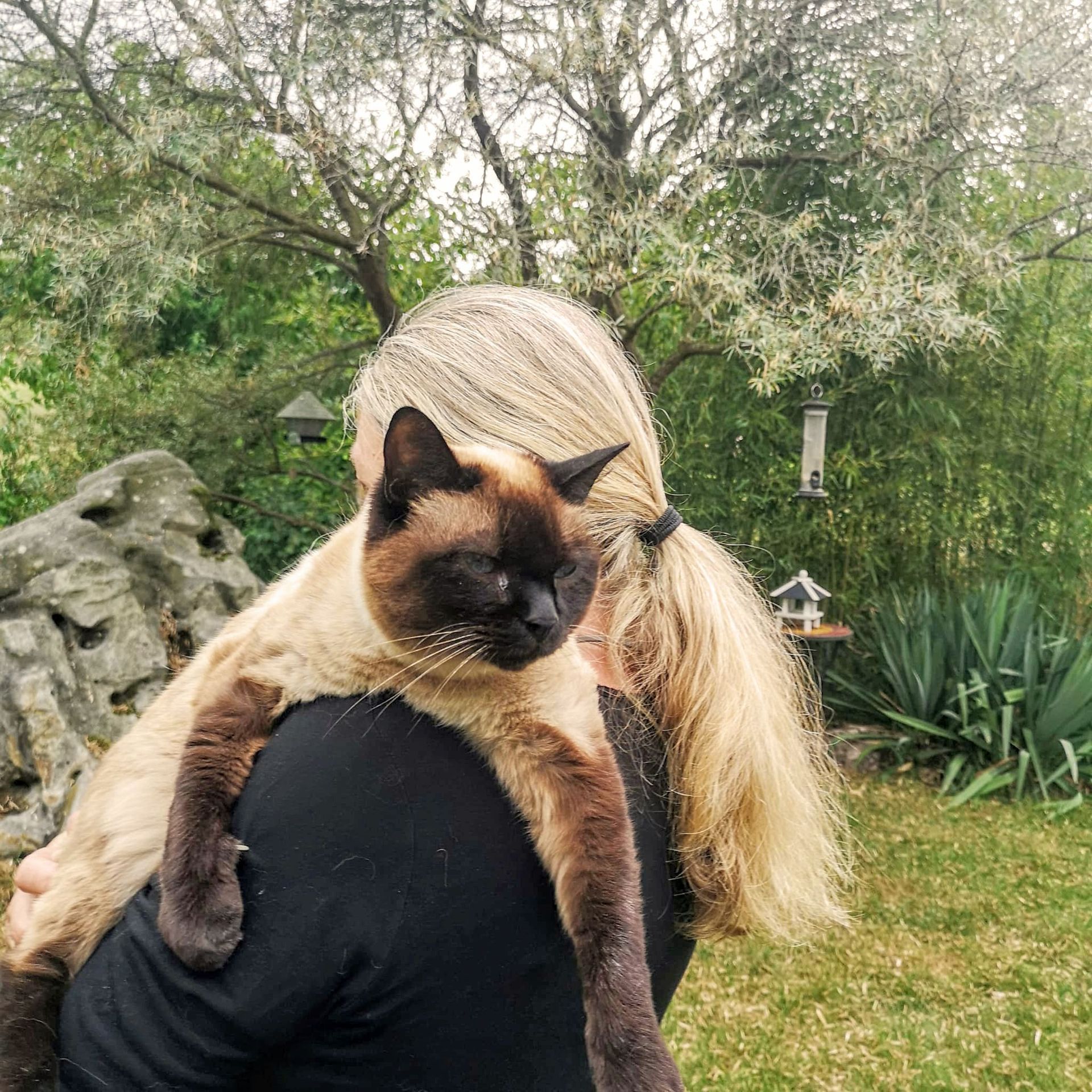 Kater auf der Schulter